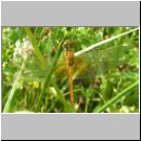 Sympetrum flaveolum - Gefleckte Heidelibelle w03.jpg